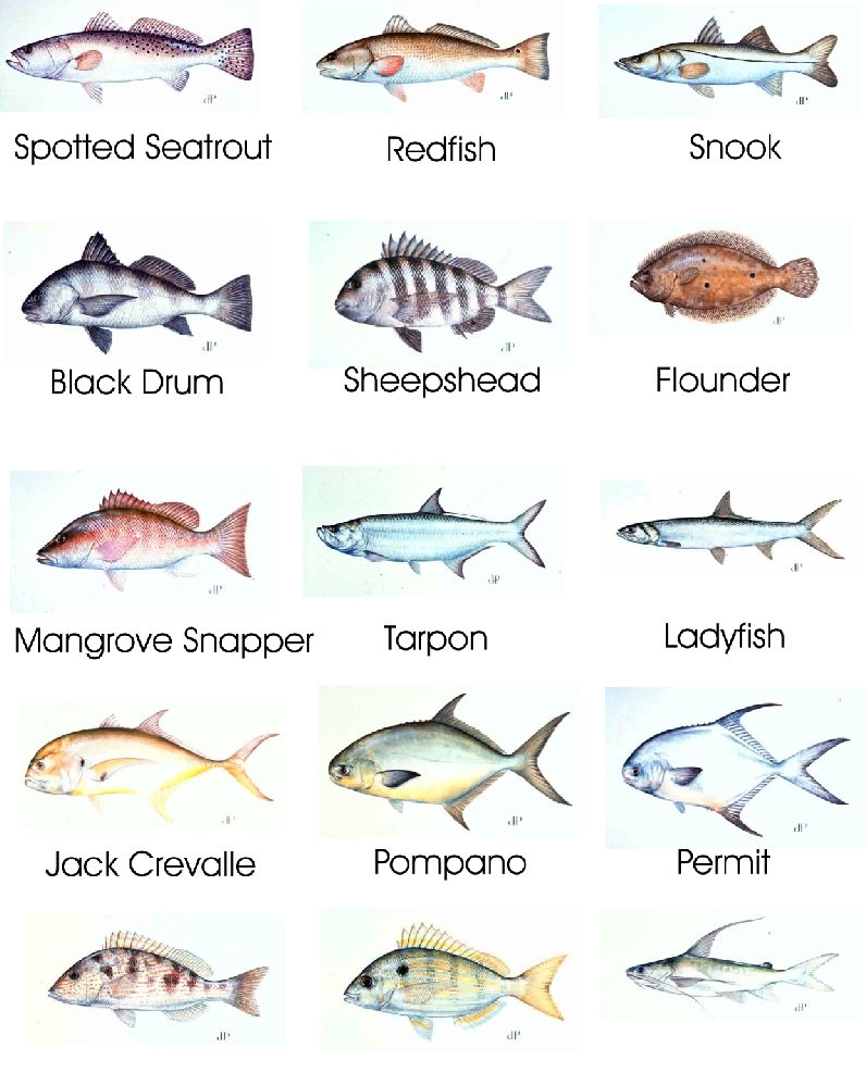 North Carolina Saltwater Fish Species Chart